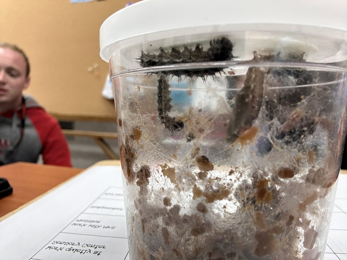 MrsMessina_SPED's tweet photo. Some of our caterpillars are moving to the next stage of becoming chrysalis! One we caught wiggling around! Not too much longer until we transfer them into their butterfly habitat! 🐛🦋 @D123OLHMS #case https://t.co/Xqfg9Cldw8