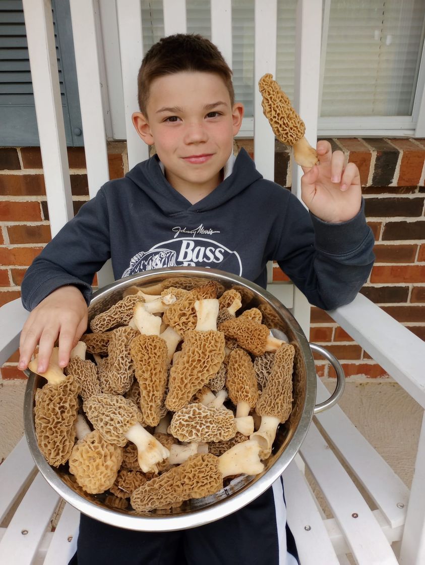 MushroomHClub's tweet photo. Morel mushroom Huner😍, how are you all? https://t.co/Jzqgmuqucn