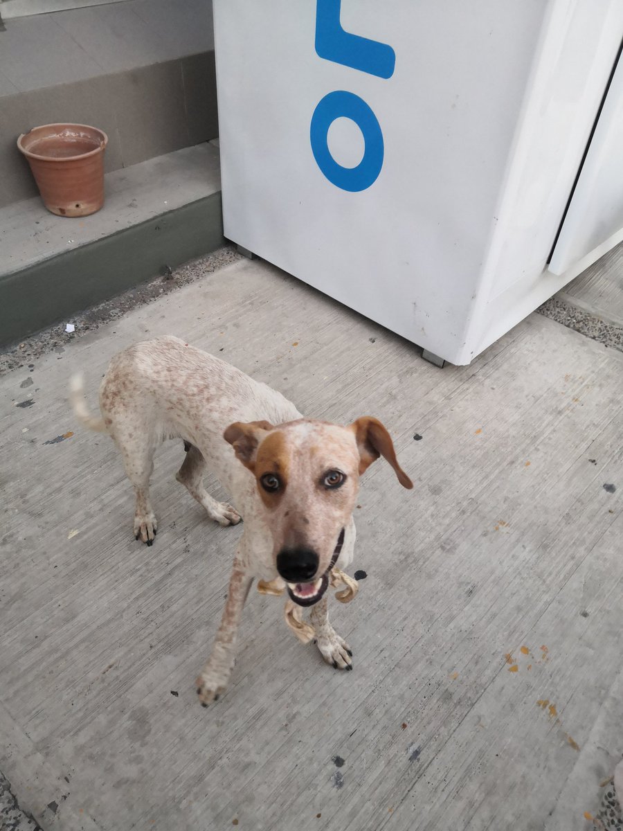 Ayer le di de comer estos dos perritos (Oxxo por costa azul) y me dolió no poder llevármelos a mi casa, pero espero verlos otra vez ❤️🥺