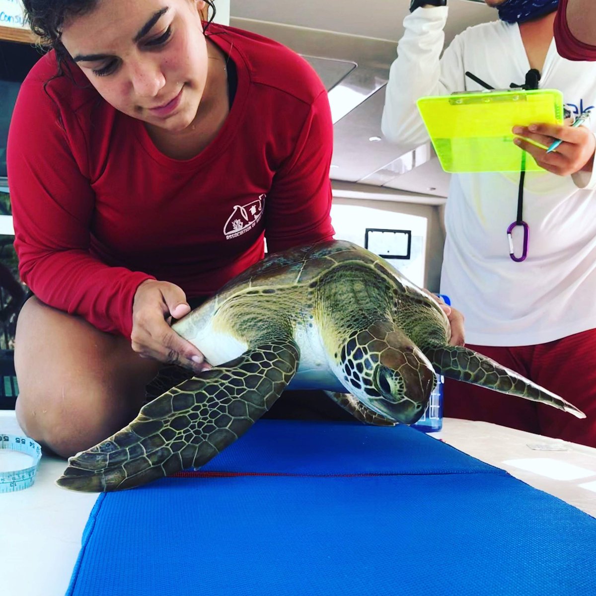 BiolSci_UWA's tweet photo. Hi everyone, I’m @annashortega and I’m happy to welcome you to another #TwitterTakeover! I study sea turtles as a PhD Candidate with @BiolSci_UWA, @UpwellTurtles, and @uwaoceans. Join me today on a #PhDayInTheLife to learn about sea turtles, and how we work to protect them. https://t.co/3yoqsYEBv3