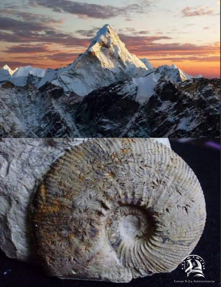 ¡INCREÍBLE! 🤯 

En la punta del Monte Everest se encontró caliza marina y fósiles de cefalópodos, trilobites, braquiópodos, etc., dando a entender que el punto más alto de la Tierra fue en algún momento parte del fondo marino.