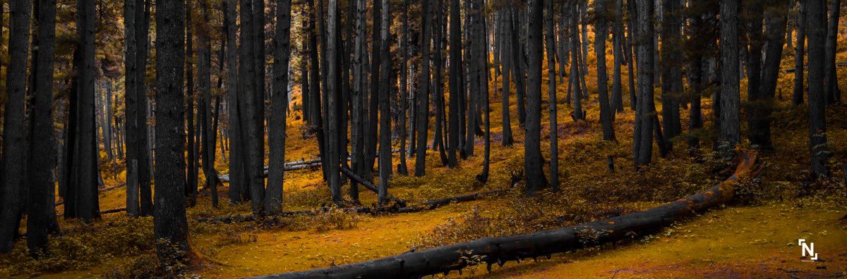 NaveedFSiraj's tweet photo. My love for Pahalgam is unconditional! 

#love  #kashmir 
@rjnasirkashmir @rj_vijdan @OmarAbdullah @Junaid_Mattu @imrankehwah @wakashmir @JandKTourism @KashPhotoClub https://t.co/9Z0Kj9EFlr