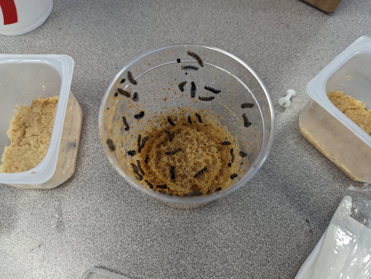 mrsbairdScience's tweet photo. Ms. Garcia's fourth graders are learning about complete and incomplete metamorphosis.  The beautiful painted lady butterflies were released today! 🦋 @HCPSElemScience @WeAreHAEST @SchmidtSailors https://t.co/4W1963QraG