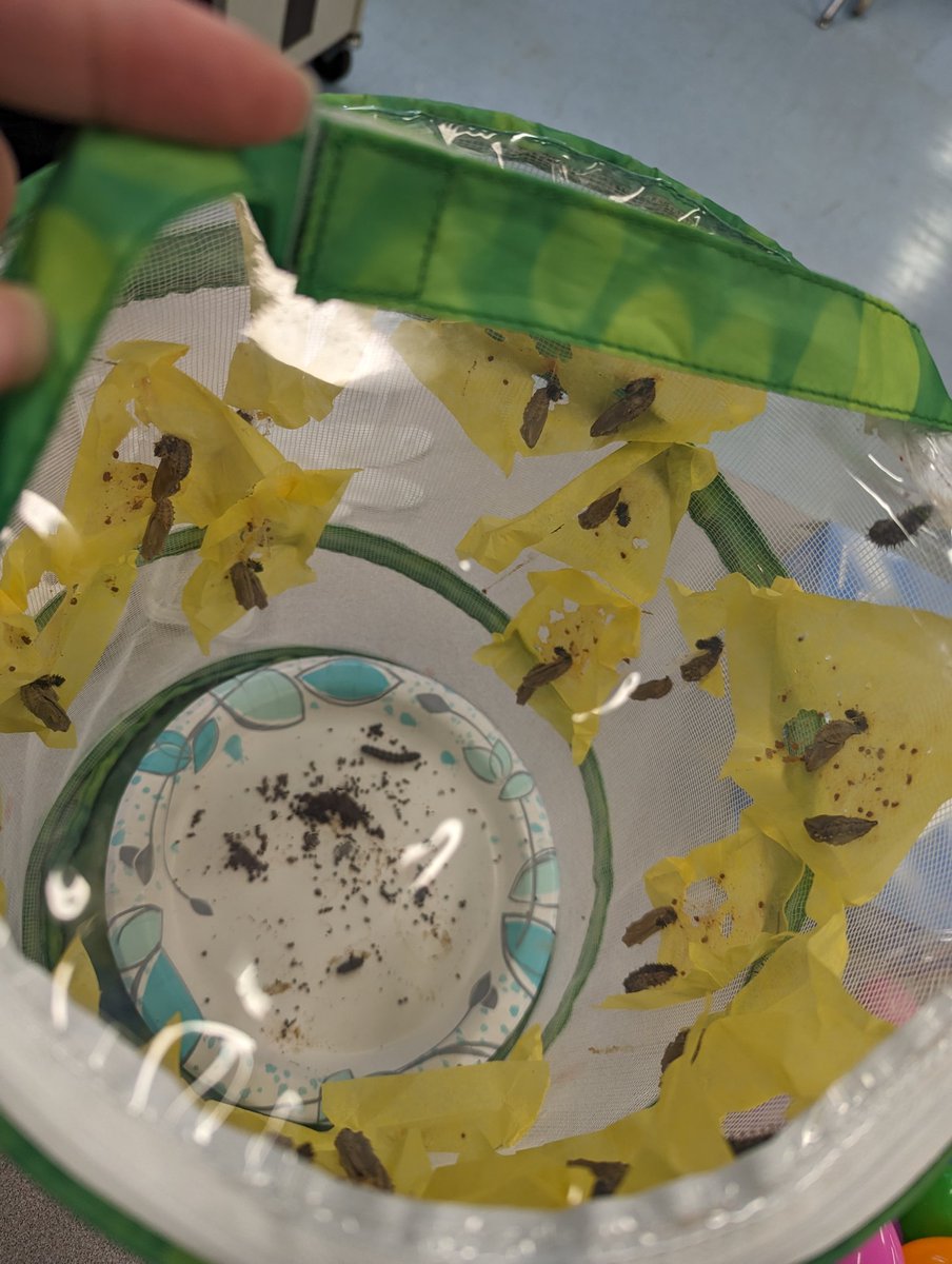 mrsbairdScience's tweet photo. Ms. Garcia's fourth graders are learning about complete and incomplete metamorphosis.  The beautiful painted lady butterflies were released today! 🦋 @HCPSElemScience @WeAreHAEST @SchmidtSailors https://t.co/4W1963QraG