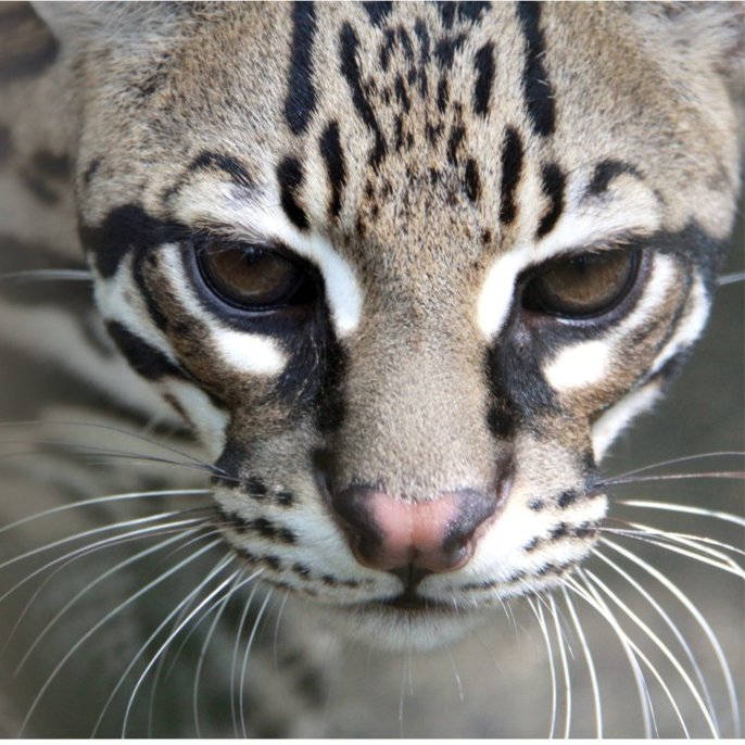 ClCv434_almix's tweet photo. Ahora comenzaremos con un felino el cual es cazado por su piel ; este se conoce como "océlotl" que significa "jaguar", este se encuentra en las planicies costeras del pacífico y en la península Yucatán.
https://t.co/FxWa4Espaq
#océlotl #animales #México https://t.co/VDngJyb8I9