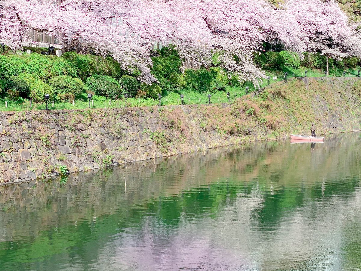 Fuji Presentation Designer On Twitter Cherry Blossom Akasaka Tokyo