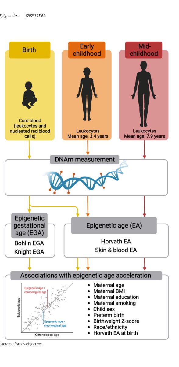 #Aging starts at conception with prenatal and early life factors influencing #epigenetic #age. We investigate several clocks from birth to childhood and factors associated with acceleration. Fantastic work by <a href="/annebozack/">annebozack</a> 

…lepigeneticsjournal.biomedcentral.com/articles/10.11…