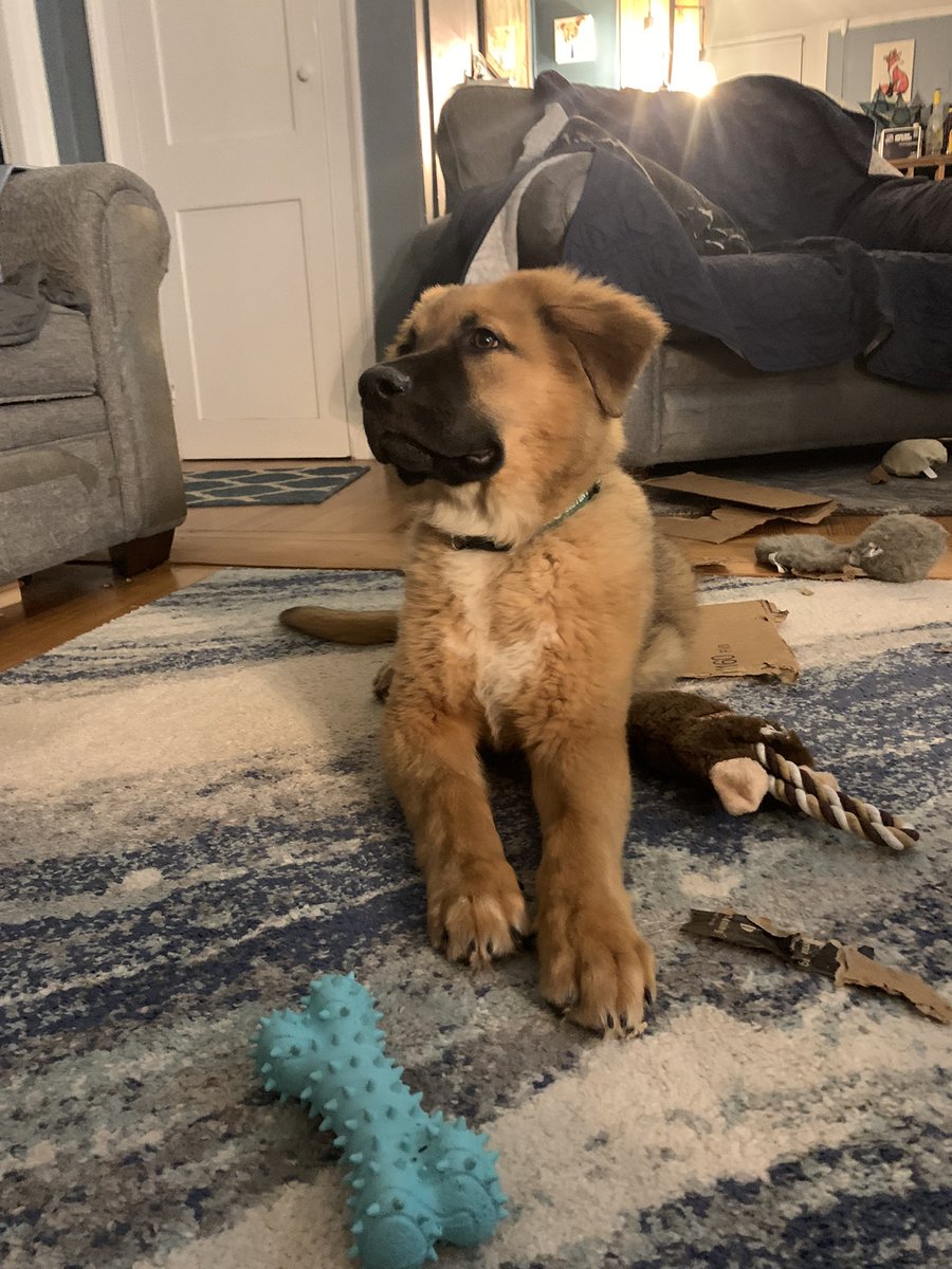 acafamber's tweet photo. In honor of the playoffs starting @AndyBrickley meet Baby Brick! https://t.co/JQvPVkhtfg