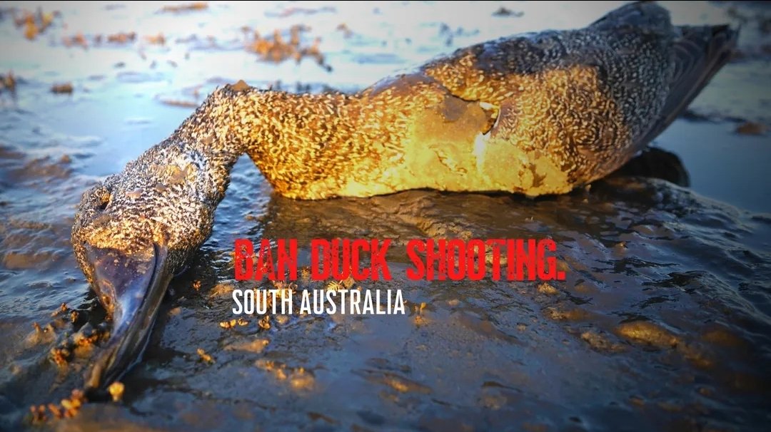 animal-justice-party-south-australia-on-twitter-south-australia-s