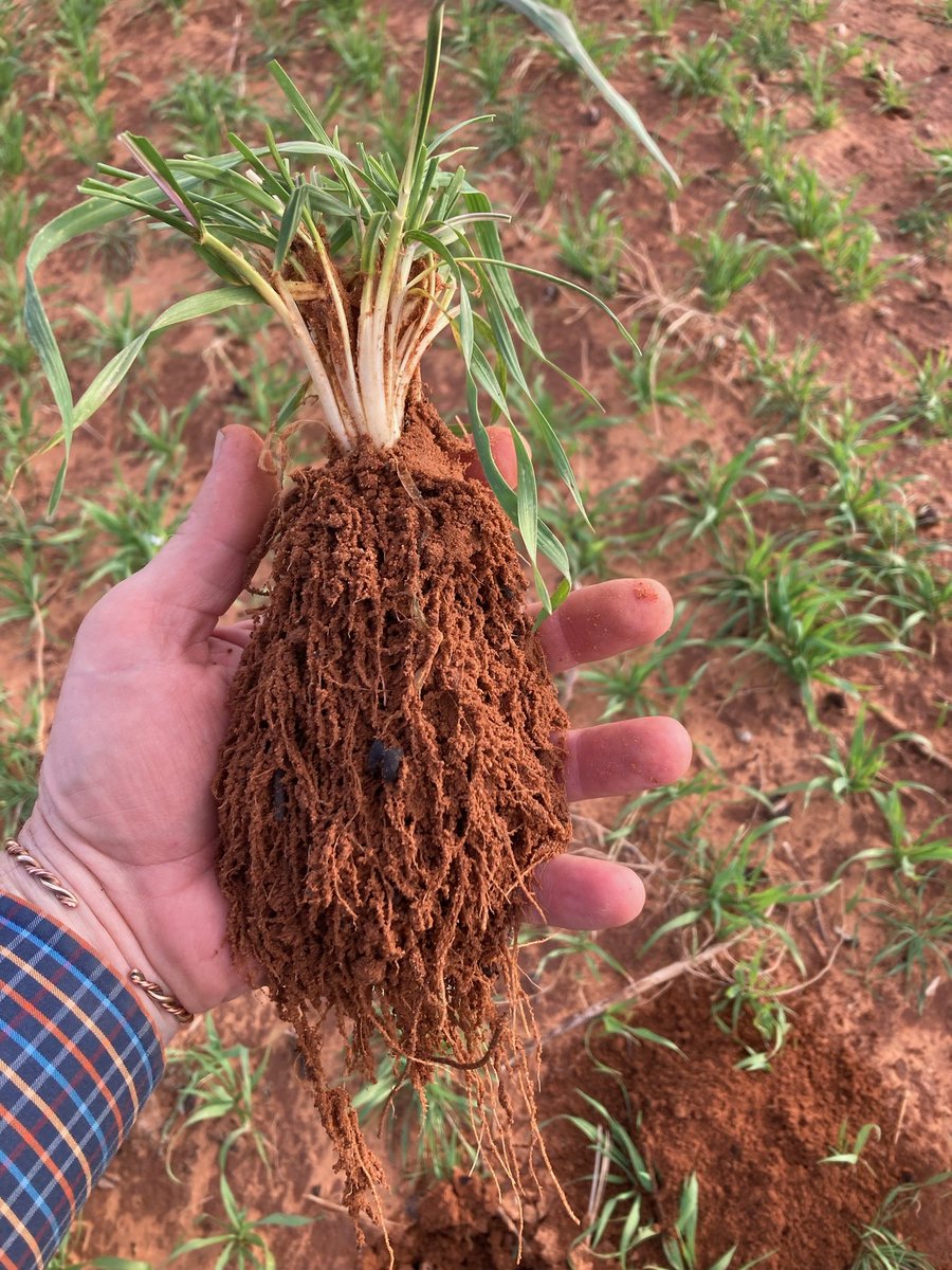 Serious root mass on Texas cover crop with BioCoat Gold and AEA fall soil primer. #covercrop #soilhealth #regenerativeag