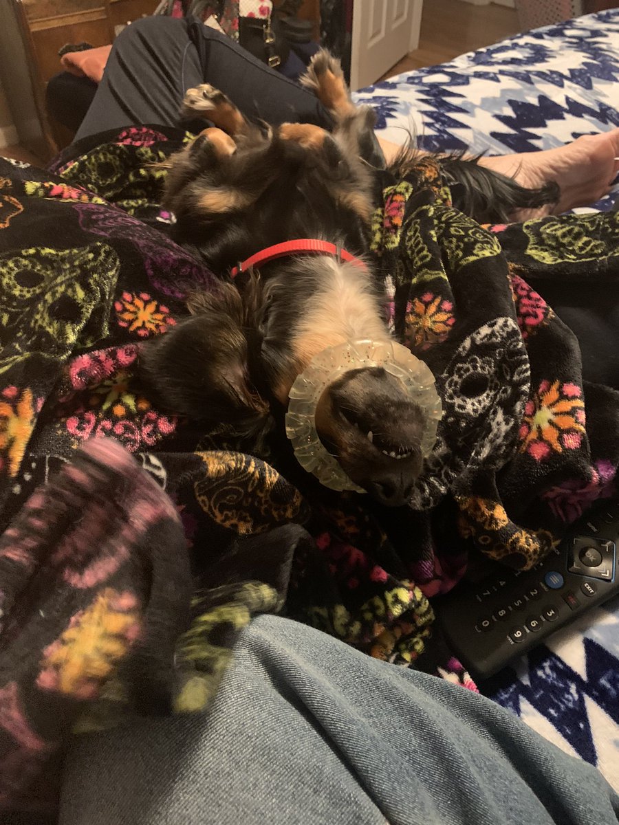 Jax on Twitter "Whenever I tell him A dog pun on a Ruff day"