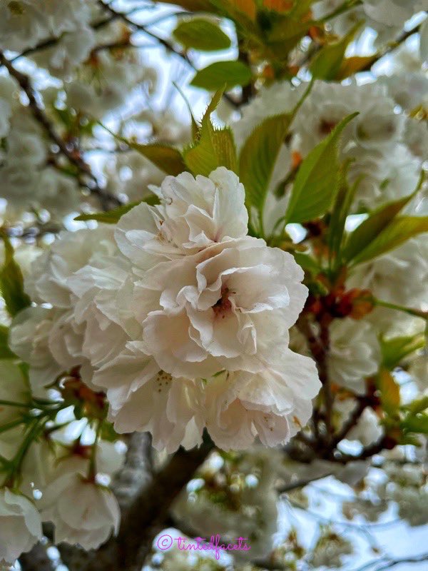 TintedFacets's tweet photo. You donβt have to travel far to capture gorgeousness! #tintedfacets #iphonephotography #washingtonwomenphotographers #futurewomenphotography #nwapertures @seattlerefined @1889washington #everythingwashington @425magazine #sonorthwest #seattlesouthside #nature #naturephotography https://t.co/jT3Q2BgCdp
