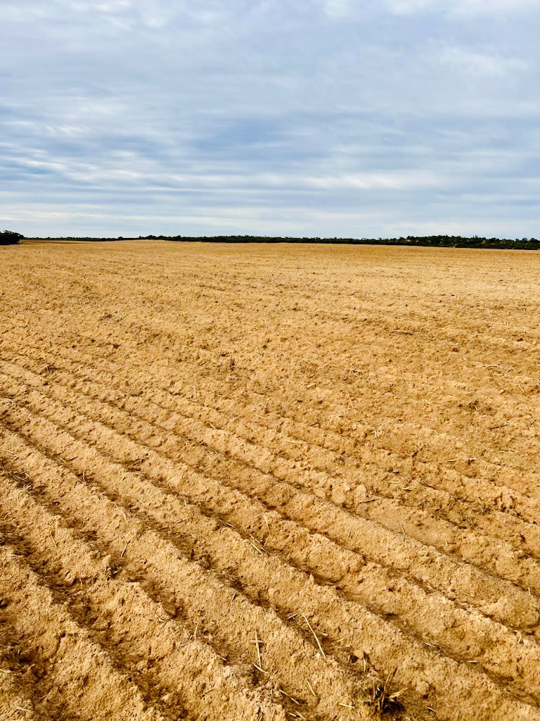 RikstarDelving's tweet photo. Transforming dirt into gold! 🌱🌾 This delved field is now ready for seeding. With rain in the forecast, our client spaded for optimal results and has set themselves up for a bountiful harvest of Commodus Barley.🌾💰
#SoilMatters #CropOptimisation #InvestInYourLand #epag #delving https://t.co/aKmZH78neL