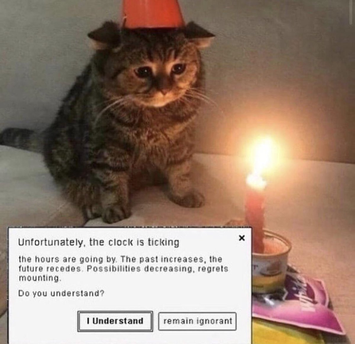PostsOfCats's tweet photo. https://t.co/kB5X3VKBw8