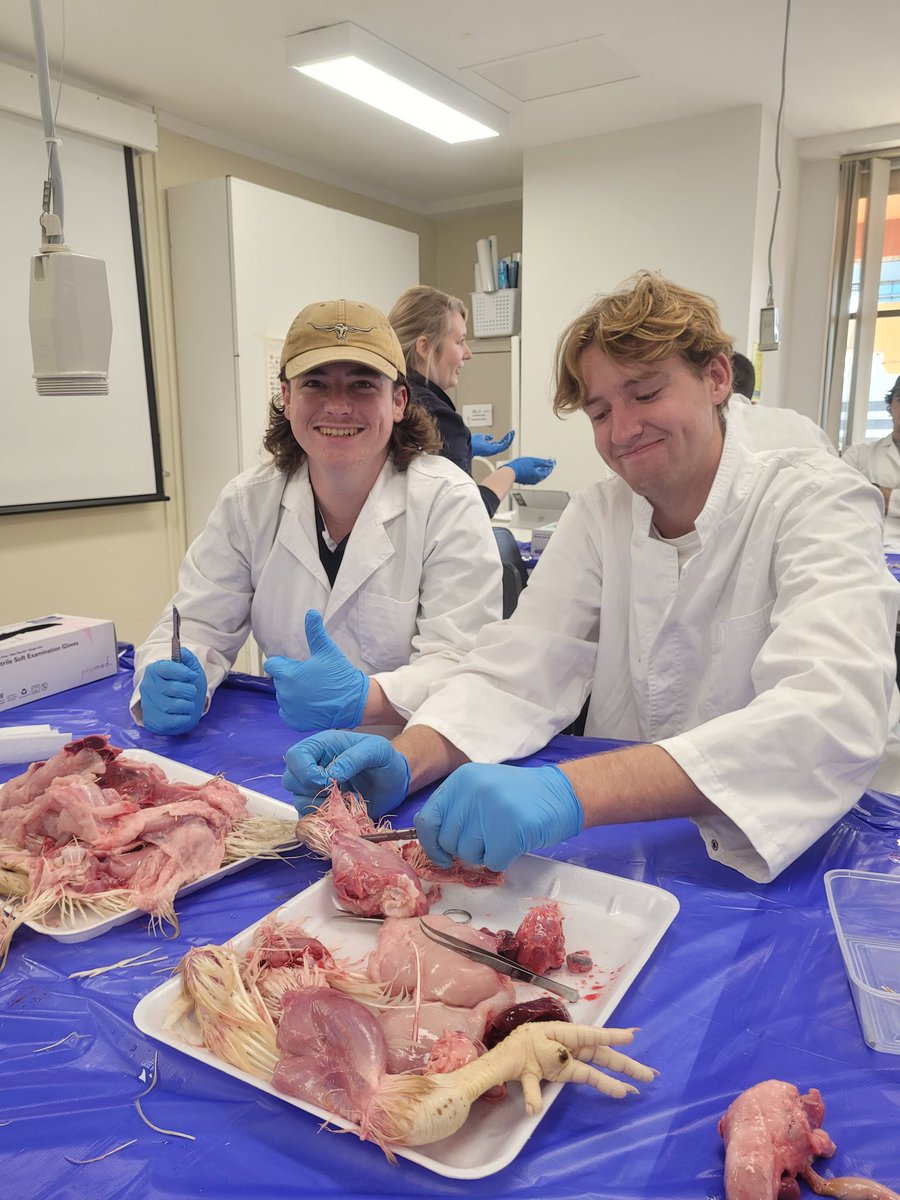 Chicken dissections today in animal productions, a couple of students found their weak stomachs 🌾
<a href="/JoshPea32528535/">Josh Pearce</a> <a href="/Jackofarrell02/">Jack O'Farrell</a>