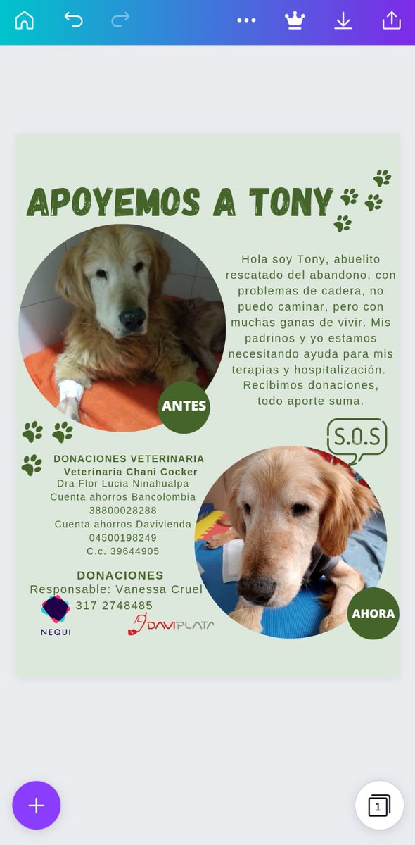 kvaneef's tweet photo. " "Hola soy Tony, abuelito rescatado del abandono, con problemas de cadera, no puedo caminar, pero con muchas ganas de vivir. Mis padrinos y yo estamos necesitando ayuda para mis terapias y hospitalización. Estamos recibiendo Donaciones, todo aporte suma" https://t.co/nw01ZMjKEh