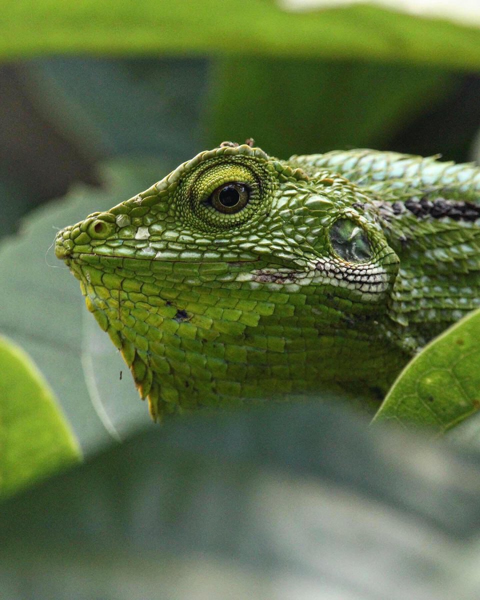 Maned forest lizard (Bronchocela jubata) chilling out in the garden. Quite different ‘garden wildlife’ here in Indonesia than at home in the UK! #Jawabarat #reptile #Cikananga