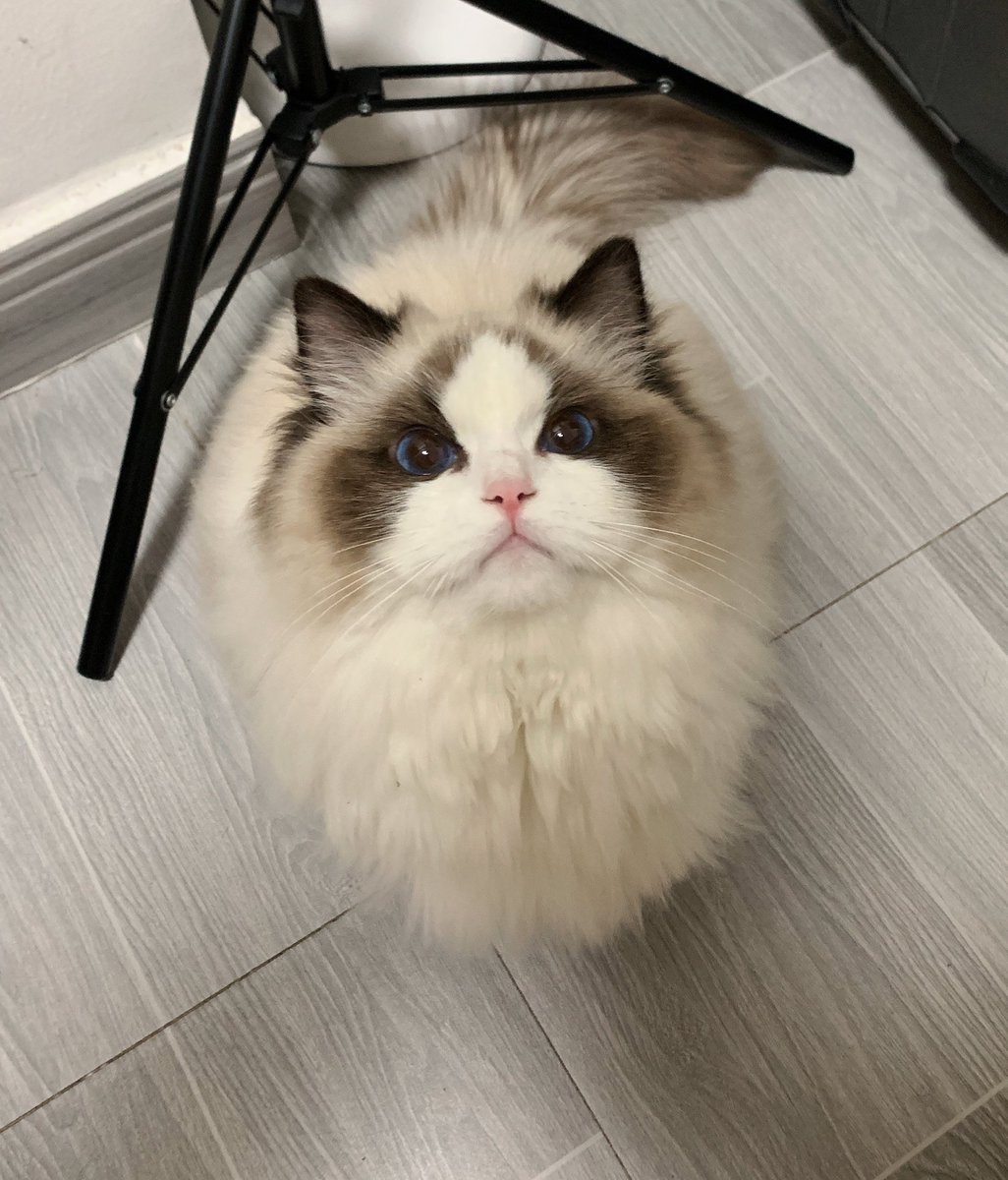 Cxx_un's tweet photo. #Cat Don't be unhappy.
It's a beautiful day, Kitty. Can you tell me what's on your mind https://t.co/60KTW5Kio5