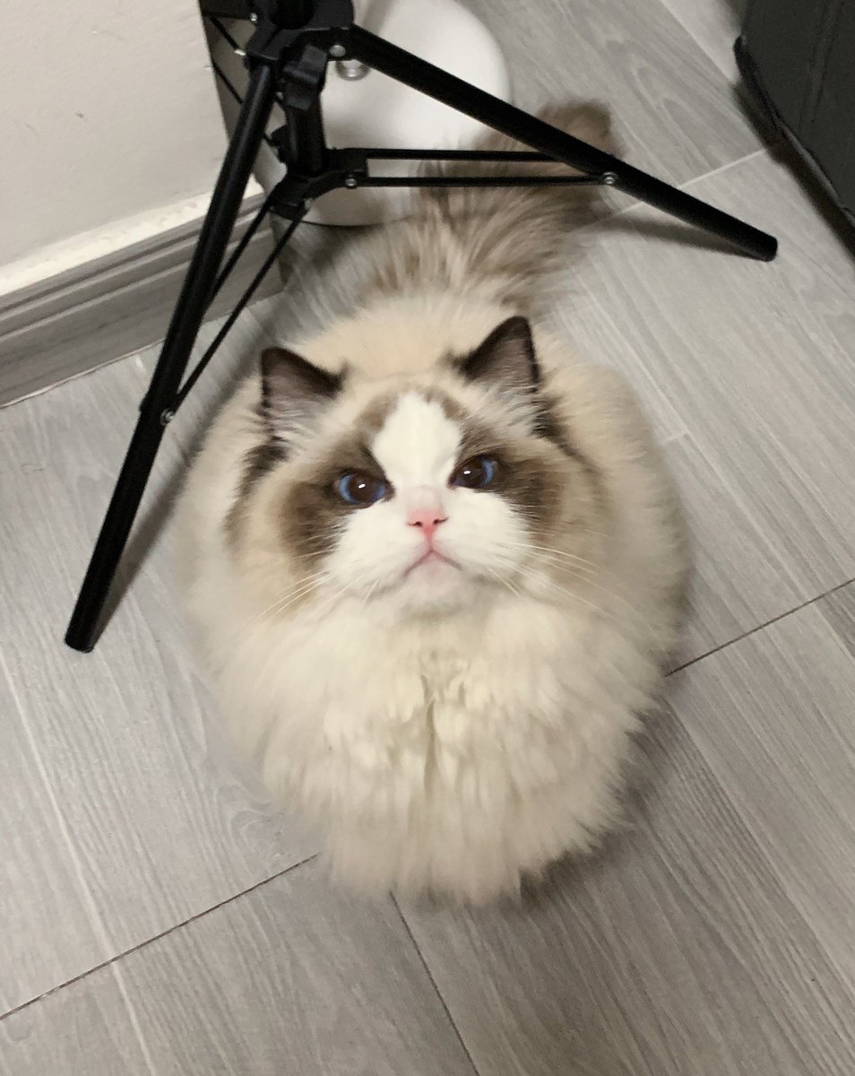 Cxx_un's tweet photo. #Cat Don't be unhappy.
It's a beautiful day, Kitty. Can you tell me what's on your mind https://t.co/60KTW5Kio5