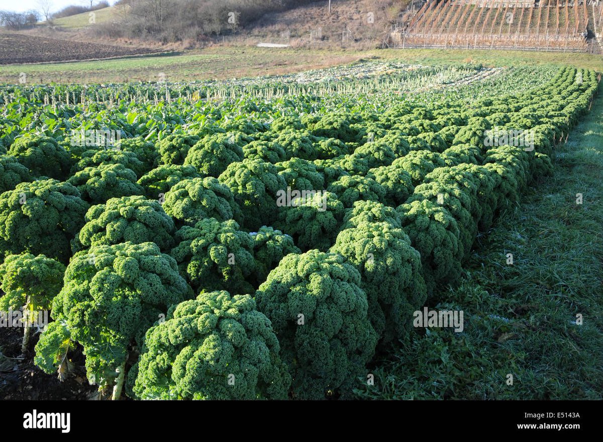 SensibleRalph's tweet image. All of this could have been hers.