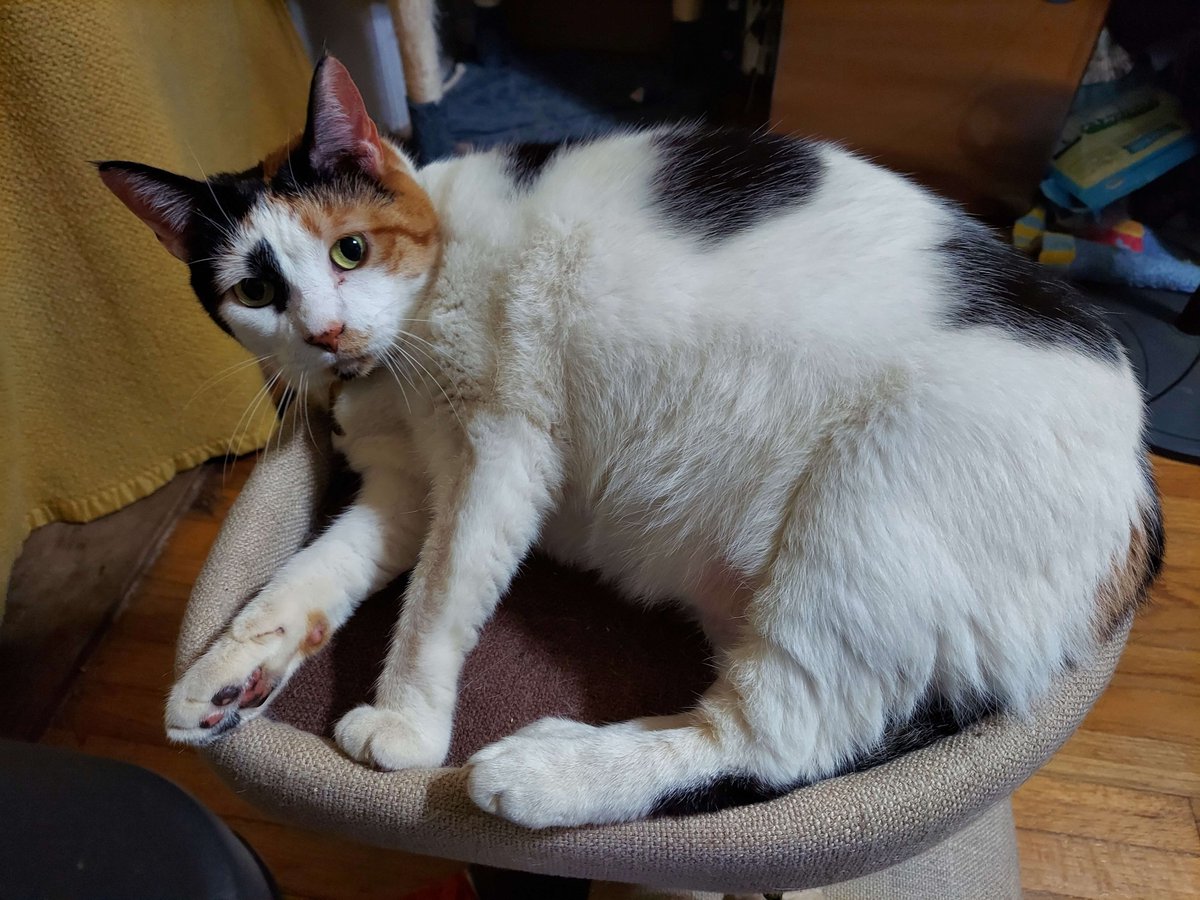 UPDATE SHE WAS UNDER THE HOUSE SOMEHOW WE GOT HER !!!