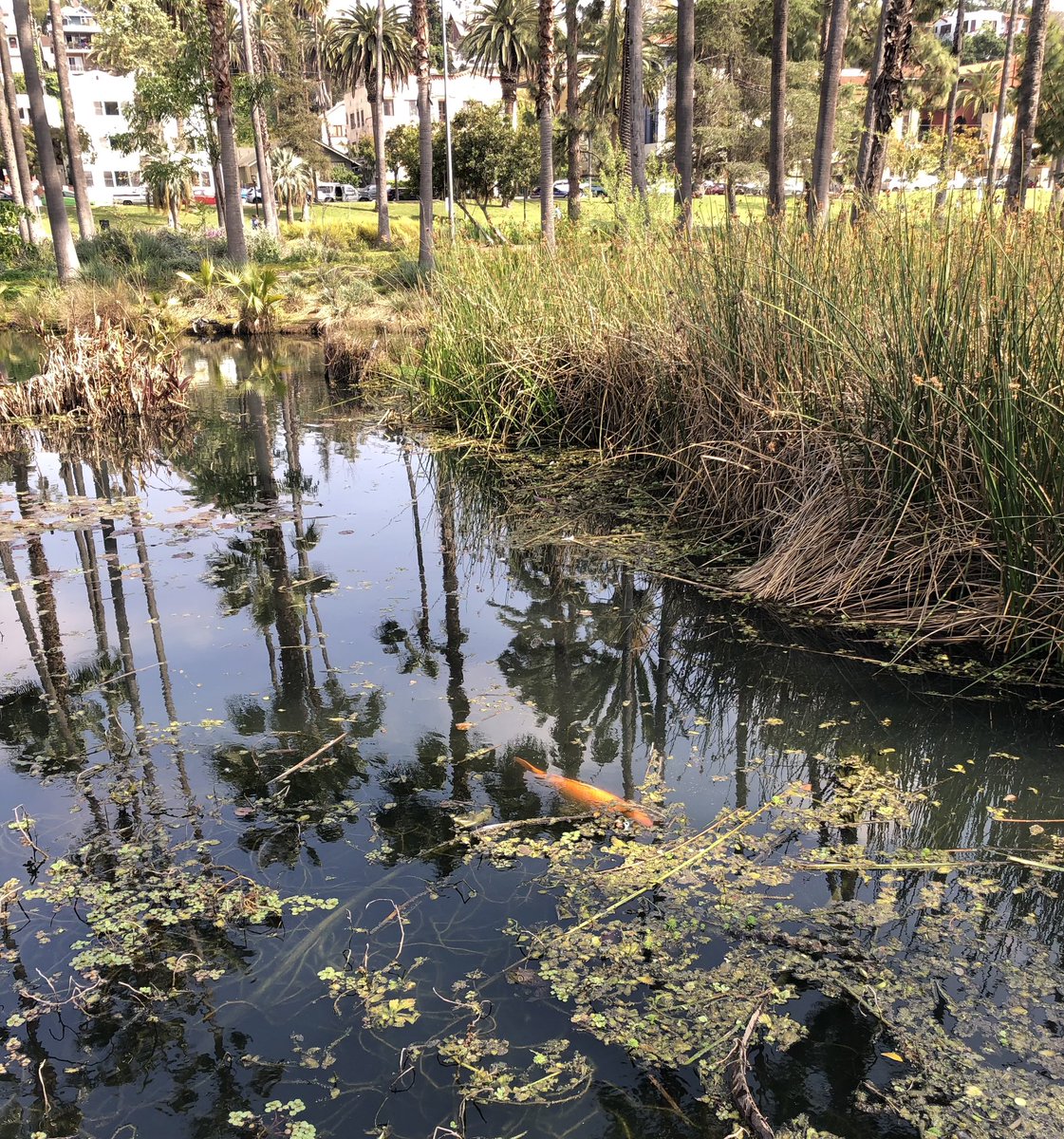 writerkathymcd's tweet photo. Big fish in a small pond. Spotted in Echo Park lake: either gold carp or extra-large goldfish. #bigfish  #mydayinLA https://t.co/CK2hbBRlAe