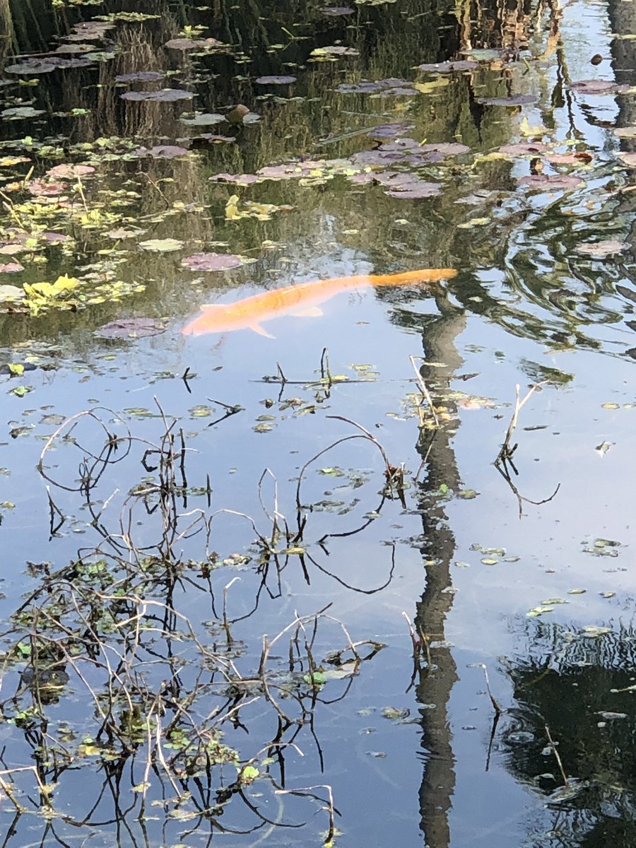 writerkathymcd's tweet photo. Big fish in a small pond. Spotted in Echo Park lake: either gold carp or extra-large goldfish. #bigfish  #mydayinLA https://t.co/CK2hbBRlAe