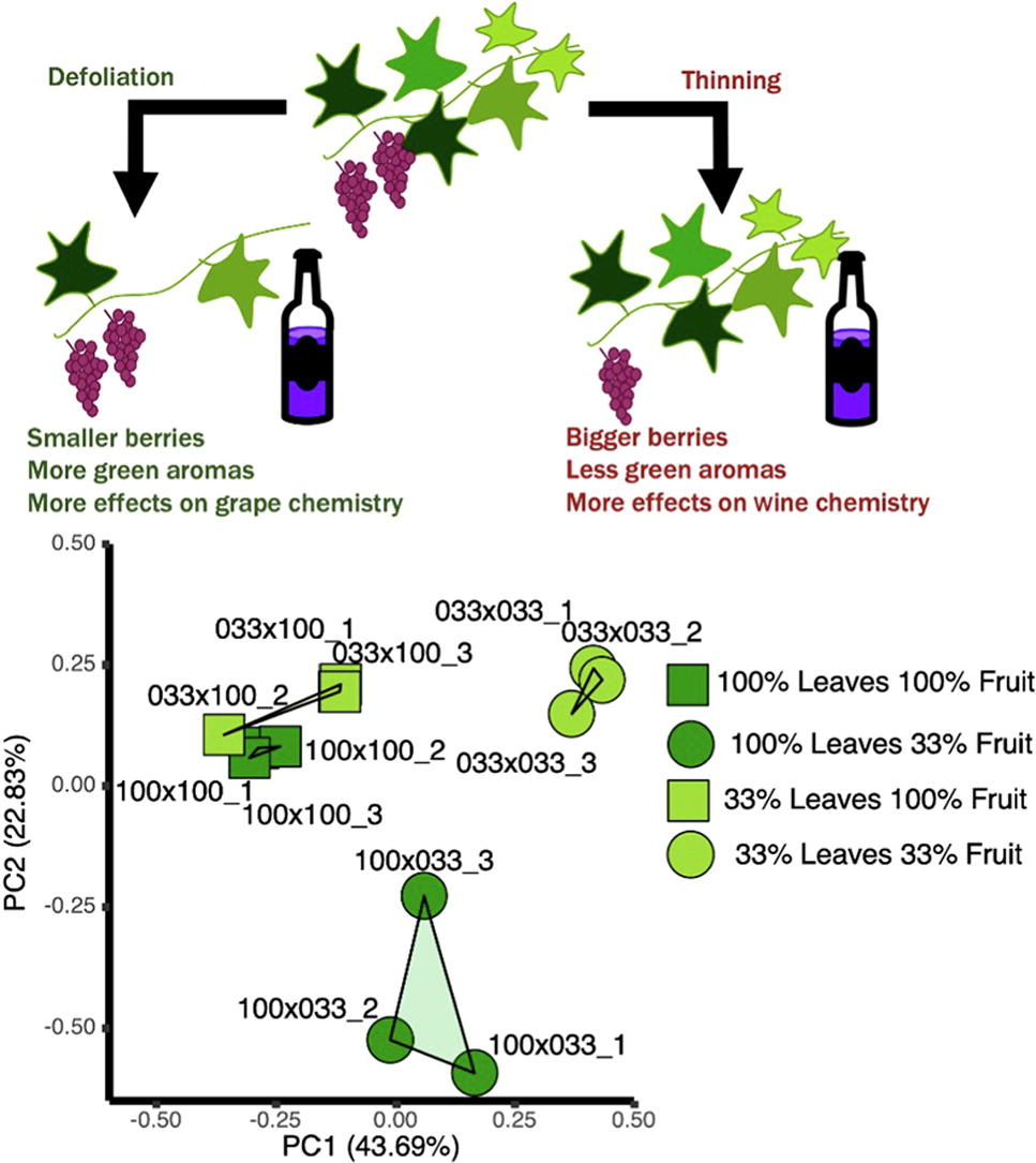 Source-sink manipulations resulted in major implications for berry and wine flavonoids and aromas that were beyond sugar accumulation. Check out the OA paper here: bit.ly/3A96DaE And no, low yield didn't result in high quality ...<a href="/aleclevin/">Alec Levin 🍇👨🏻‍🔬</a>