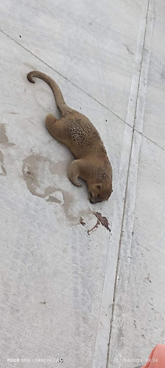 AnMart6's tweet photo. Lo que deja el avance buscaba su hogar  #refineria #DosBocas #Tabasco #Animales #Extincion
@lopezobrador_ https://t.co/IvrVubBWgK