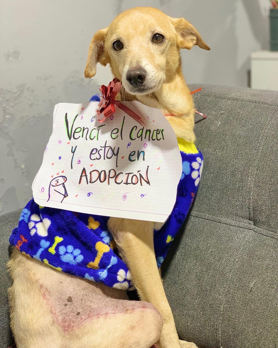 NERÓN, VENCIÓ EL CANCER Y ESTÁ EN ADOPCIÓN 🥹🥰

ABRIMOS HILO 🧵 
Hoy cerramos un capítulo lleno de dolor, abandono, maltrato he indiferencia, hoy celebramos una victoria más, una vida más y una esperanza en la vida de un animal 😍