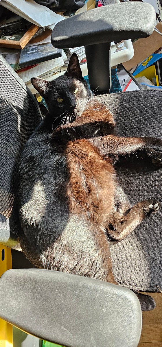 Un_Boxing_Man's tweet photo. @ShowYourCat  chocolate cat! https://t.co/VN49w5hb1a