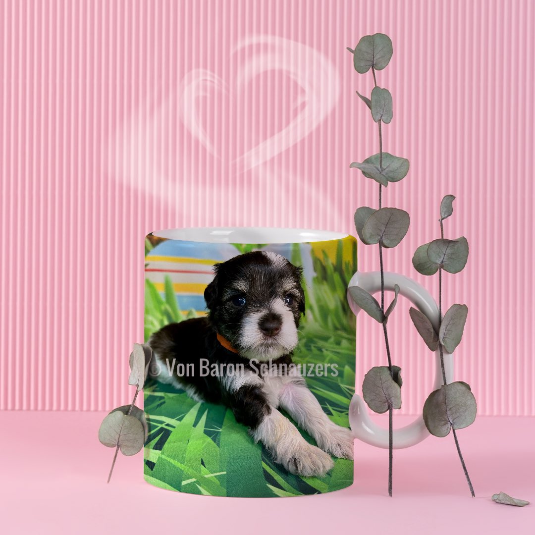 Schnauzer puppies available 
#akc #dogs #miniatureschnauzers