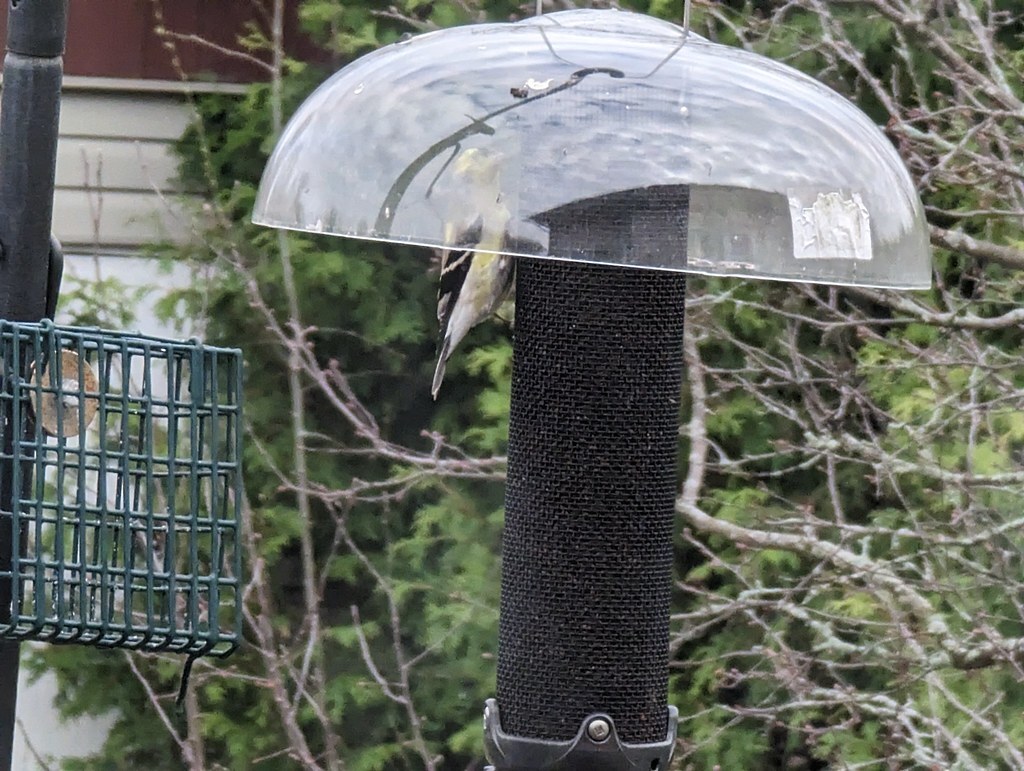 Downes @Downes@mastodon.social tweet media