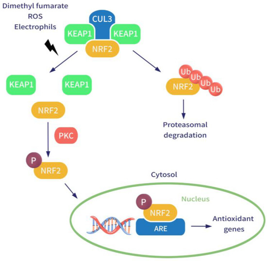 MDPIpharma's tweet photo. Read the latest research by “New and Old Horizons for an Ancient Drug: #Pharmacokinetics, #Pharmacodynamics, and Clinical Perspectives of #Dimethyl Fumarate”.
You can find it at the link: https://t.co/5JmafPWBNa https://t.co/33f9TszPZN