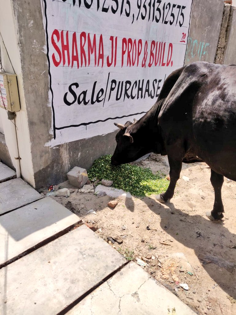 Every day in India, abandoned cows roam highways and streets, scavenging for food and falling ill. It's time to take action. We're on a mission to feed and care for hundreds of these precious animals in our area. Join us in making a difference! #FeedTheCows