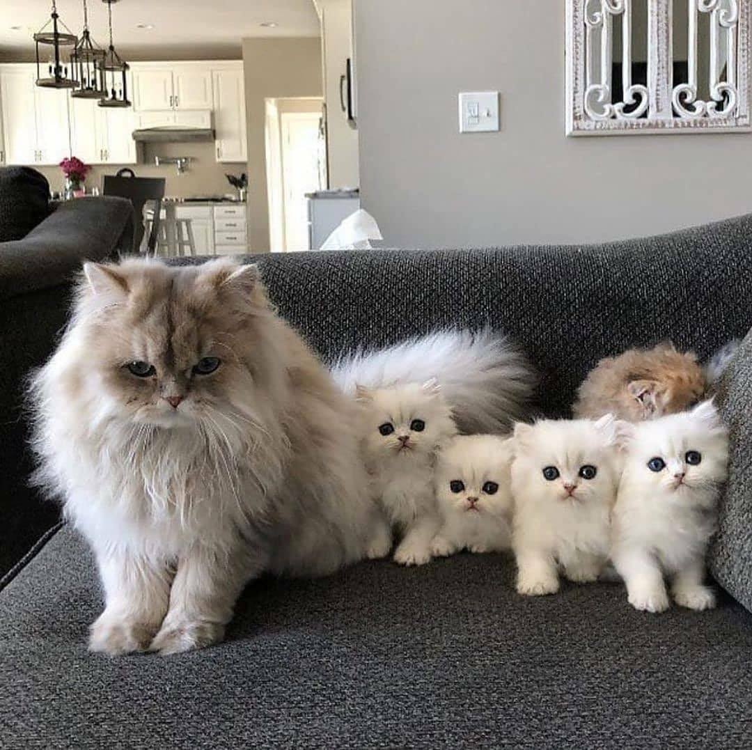 Meet the Fluff Squad: A purrfect family portrait on the couch! 🐱💕
 #CatsOfTwitter #FamilyGoals #Kittens