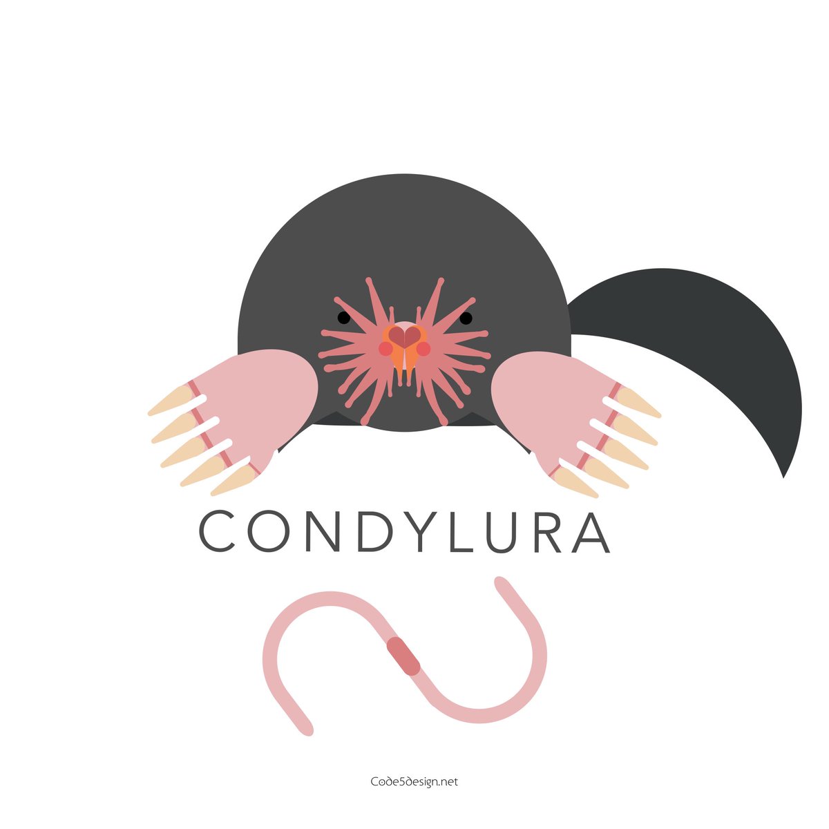 Do mammals come much cooler than Star-nosed Mole?  I don’t think so!