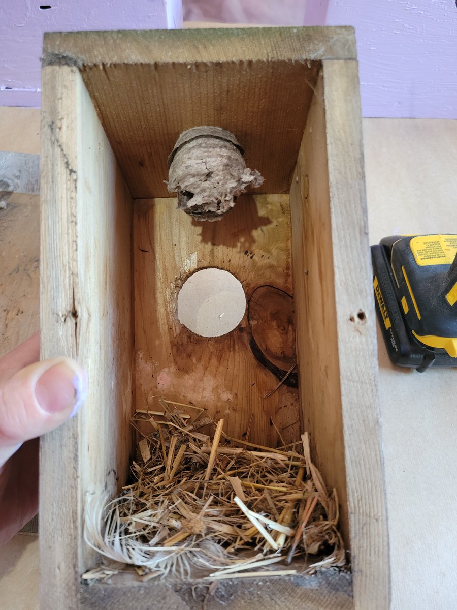 HoneyBerryFruit's tweet image. Happy #EarthDay!
Been busy cleaning and repairing #nestingboxes as well as building nesting boxes for #bumblebees and Kestrels in attempts to entice #beneficialcritters to the orchard! 
#familytime #springday #birds #honeyberryfruits