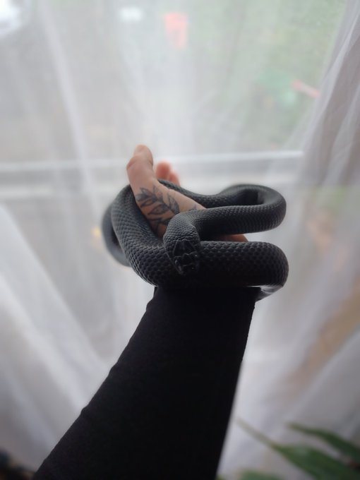 New addition to the family, meet Neutron 🖤 Mexican black kingsnake https://t.co/KXYvjcrAL8