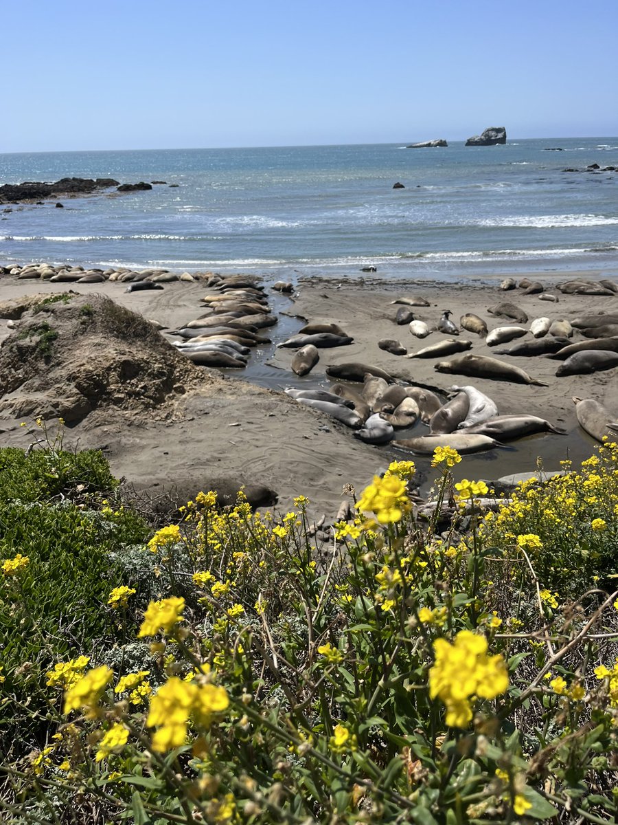 jessicasvoice's tweet photo. Spring break was a breath of fresh air. #vacation #seasounds #wildflowers #sealionsofinstagram #wildflowersofinstagram #hiking
#voiceovers
#jessicastraus #voiceover #actinglife #creativewriting #singingcover #narrationvoiceover #commercialvoiceover #animationvoiceover #games https://t.co/0vaW4mXHH1