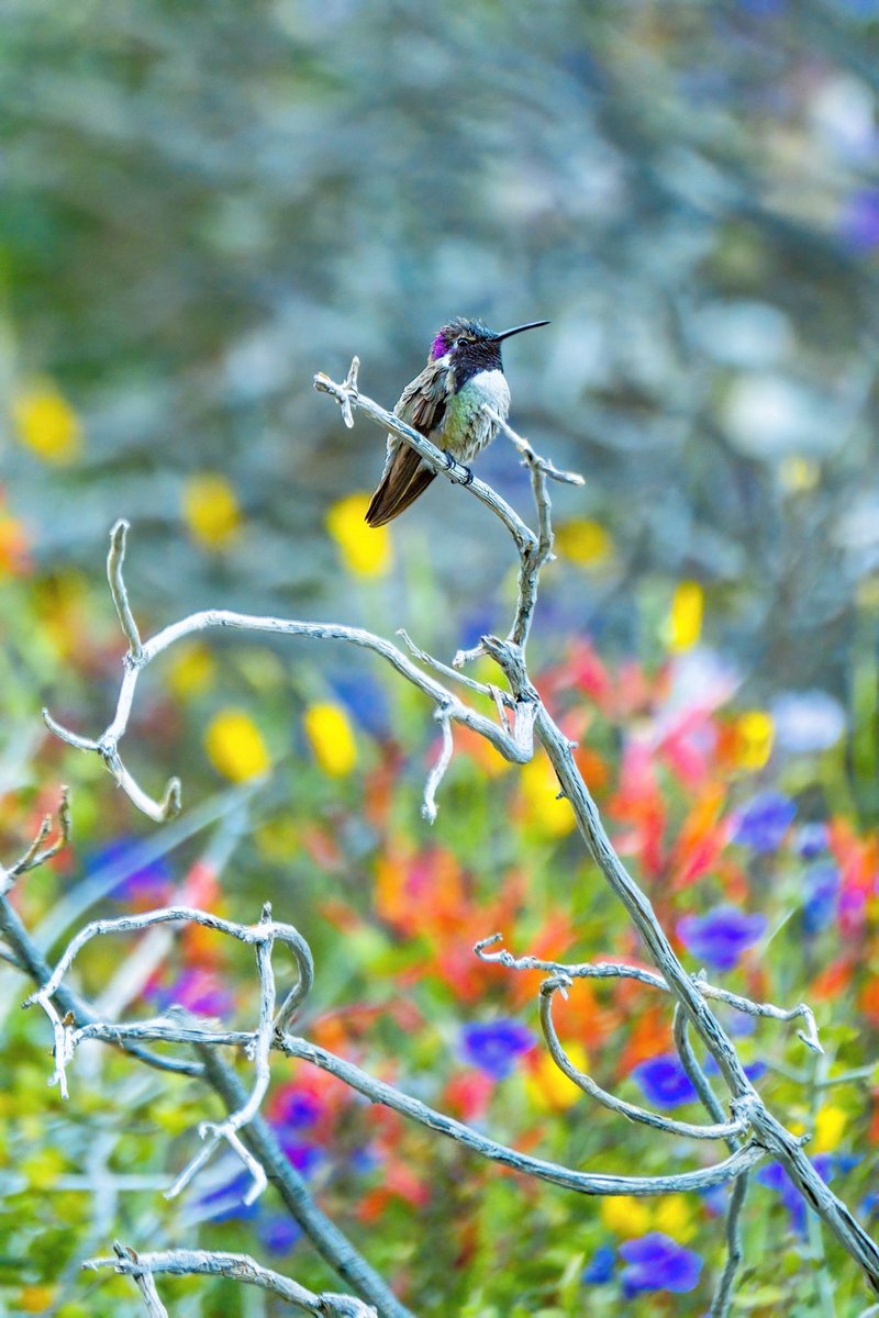 samjezak's tweet photo. King of the Desert

A Costa’s hummingbird, with signature purple head feathering, presides over a desert canyon full of a cornucopia of wildflowers. Hordes of these little guys were buzzing around nonstop, in a feeding frenzy over the spring bloom. https://t.co/0R3J2GkgRc
