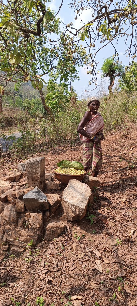santoshC4D's tweet photo. #Foresteconomy #koraput #malkangiri #odisha #cfr #mahula seasonal forest products households involved in collection and sales mainly women involved 
@ForestDeptt @ForestryOdisha @BIPP_ISB @AshwiniChhatre @CMO_Odisha https://t.co/7E6t9Xz5Hm
