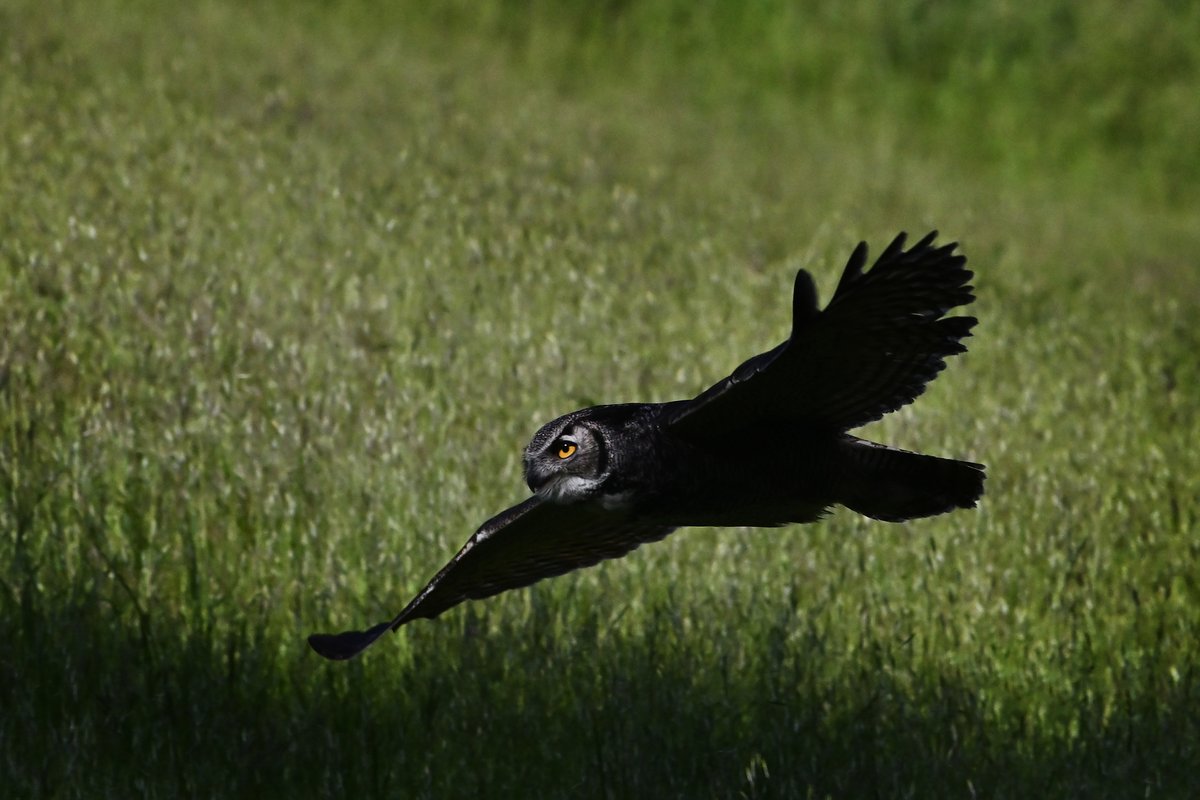 A Great horned owl flies low to the ground among the grassy fields along Indian Creek Trail as it searches for prey at Shell Ridge Open Space in Walnut Creek, Calif., on Monday, April 17, 2023. #nature #shellridgeopenspace #walnutcreek #nikon #greathornedowl #owl #bayarea