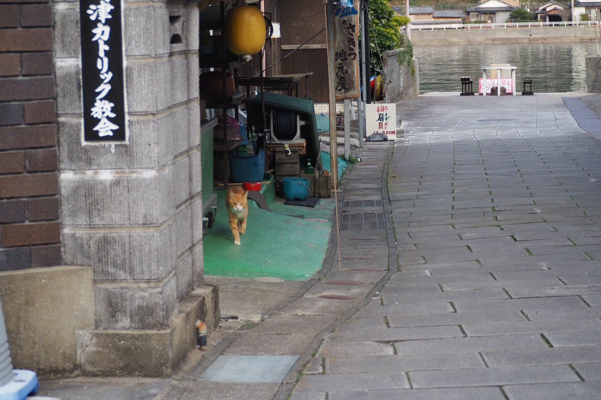 IRCMS_KU's tweet photo. Sakitsu Catholic #Church was built in the Gothic style  in 1934. The Church is situated on a beautiful #natural #harbor. 🌊🐟🐈💨
#Kumamoto #christ #cat #WorldHeritage #Amakusa #sakitsu https://t.co/GMwEinYGn6