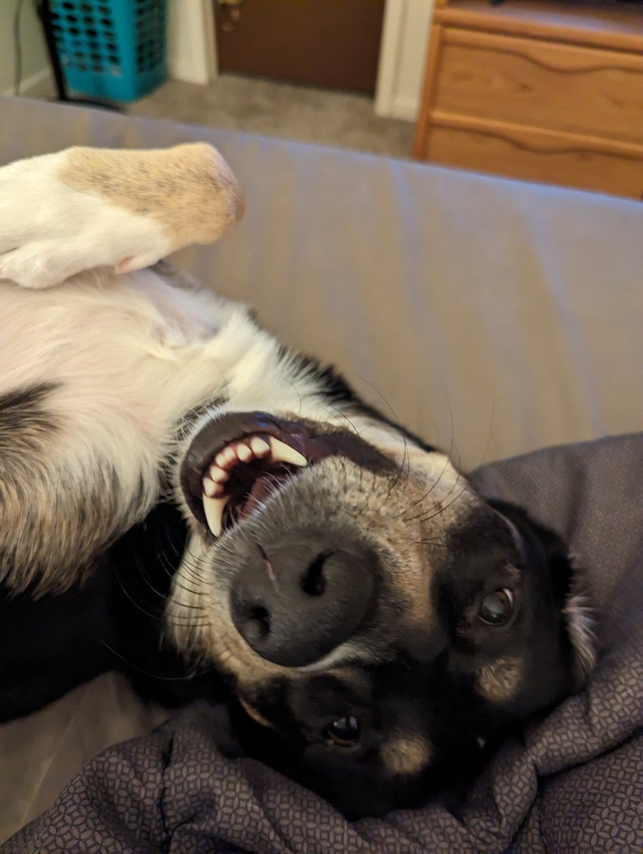 katrieder2697's tweet photo. I'm always in awe of how sweet, intelligent, and loving this dog is. She is the light of my life, she truly picked me to be her mom and is my soul pup. She brings so much sunshine into my life when I need it most. One of the best dogs in the entire world ♥️ https://t.co/CmovREnuI7