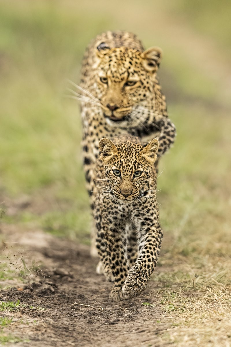 Follow me!!
#MaraTrails #leopard #WildlifePhotography 
@Wildlife_NFTs @theburrownft