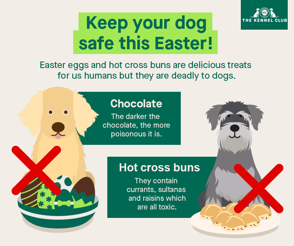 DiscoverDogsUK's tweet photo. They may be delicious to us, but some Easter foods can be dangerous to dogs:
- Easter chocolates
- Hot cross buns
- Simnel cake

Find out more at https://t.co/E9CwphWafp https://t.co/OjlnAB1E2K