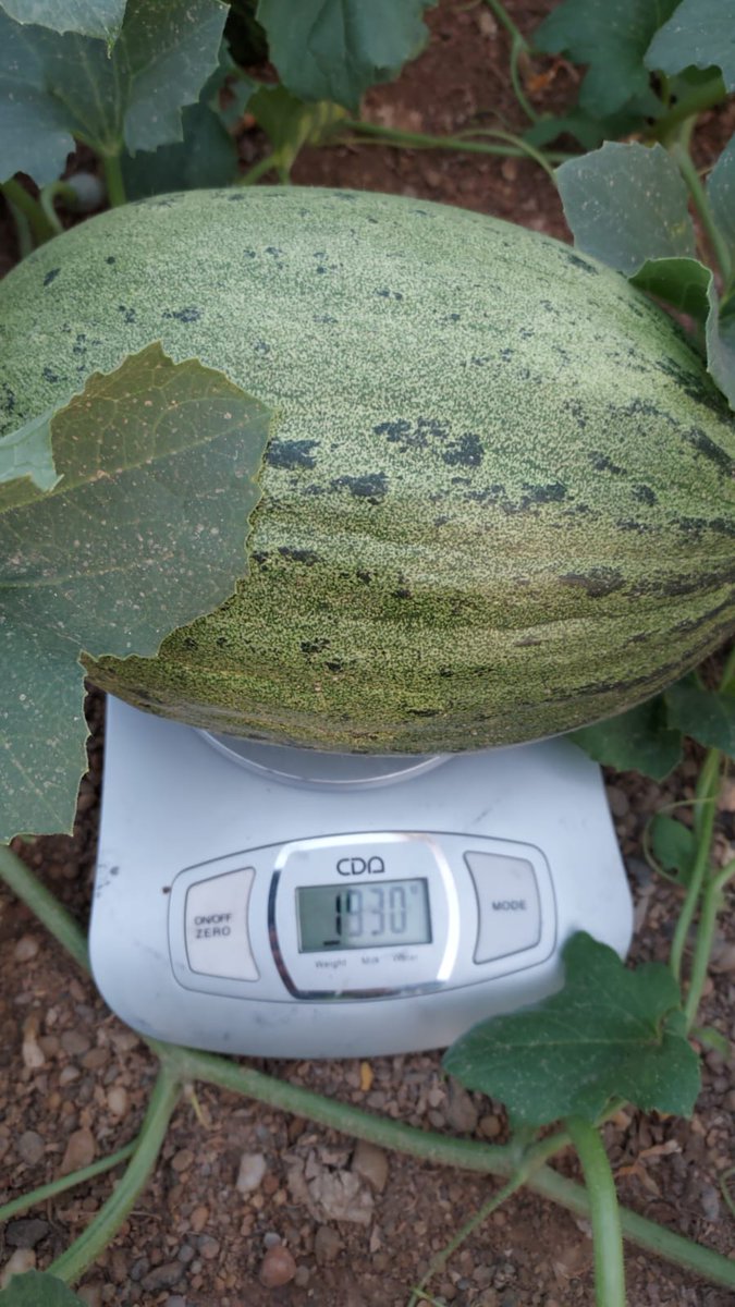 luistrillomata's tweet image. Por buen camino van estos futuros caramelos !
#MelonGraciano de @SyngentaES
#FelizJueves