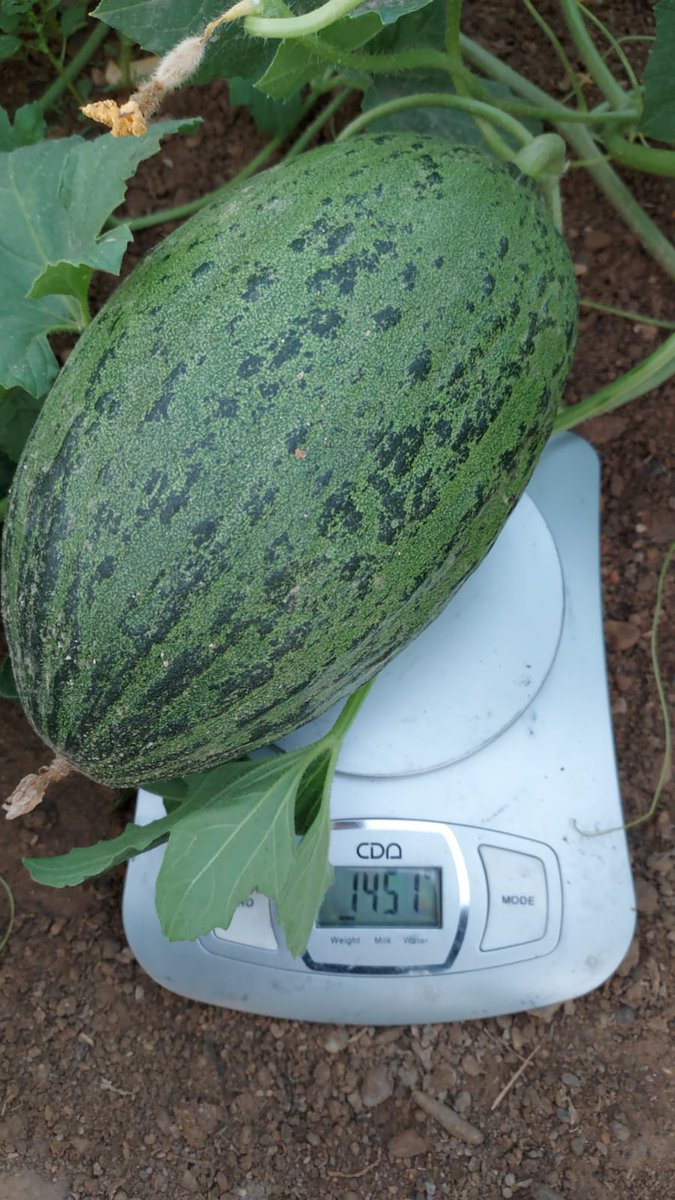 luistrillomata's tweet image. Por buen camino van estos futuros caramelos !
#MelonGraciano de @SyngentaES
#FelizJueves