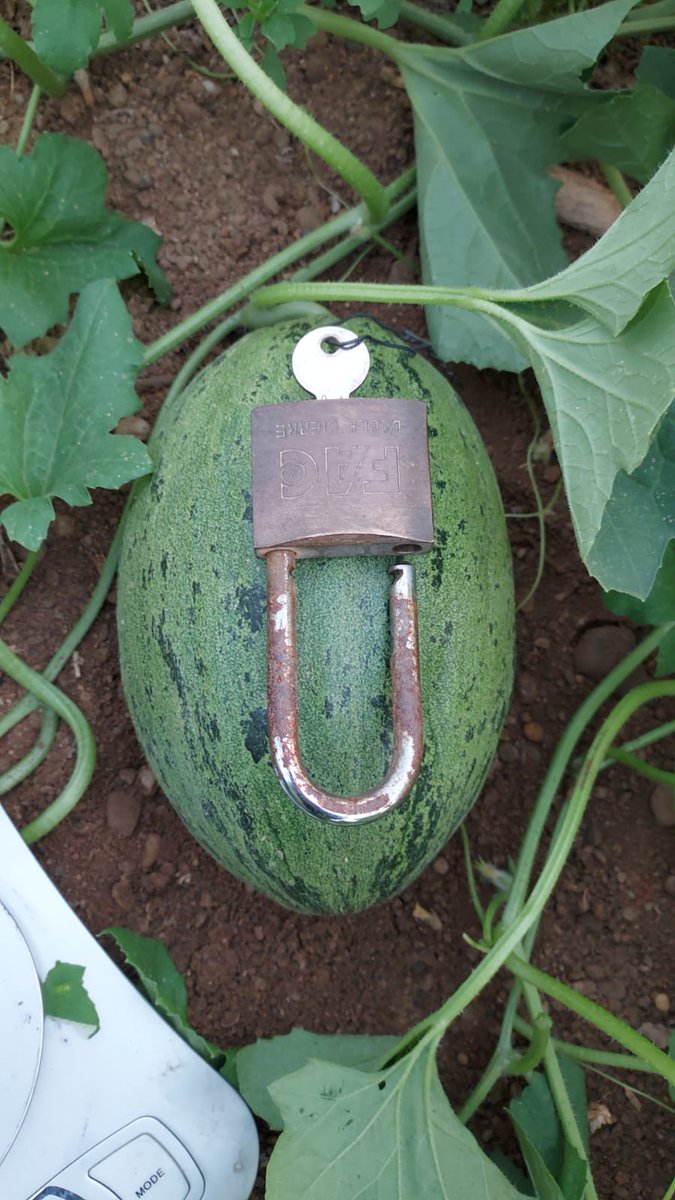 luistrillomata's tweet image. Por buen camino van estos futuros caramelos !
#MelonGraciano de @SyngentaES
#FelizJueves